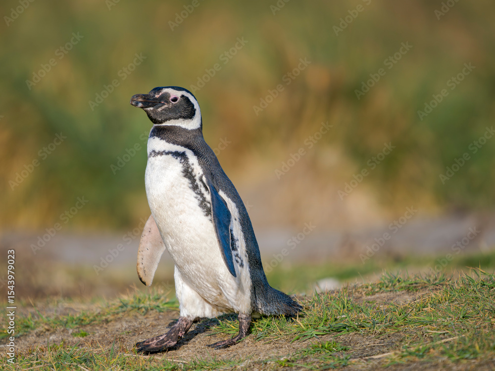 Obraz premium Magellanic Penguin in typical Tussock Grass belt during spring. South America, Falkland Islands, Sea Lion Island
