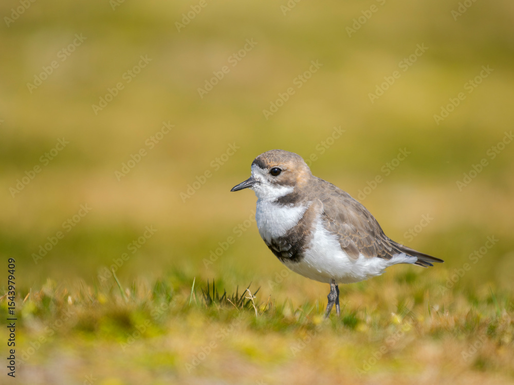 Fototapeta premium Two-banded plover on the coast at Volunteer Point. South America, Falkland Islands, East Falkland