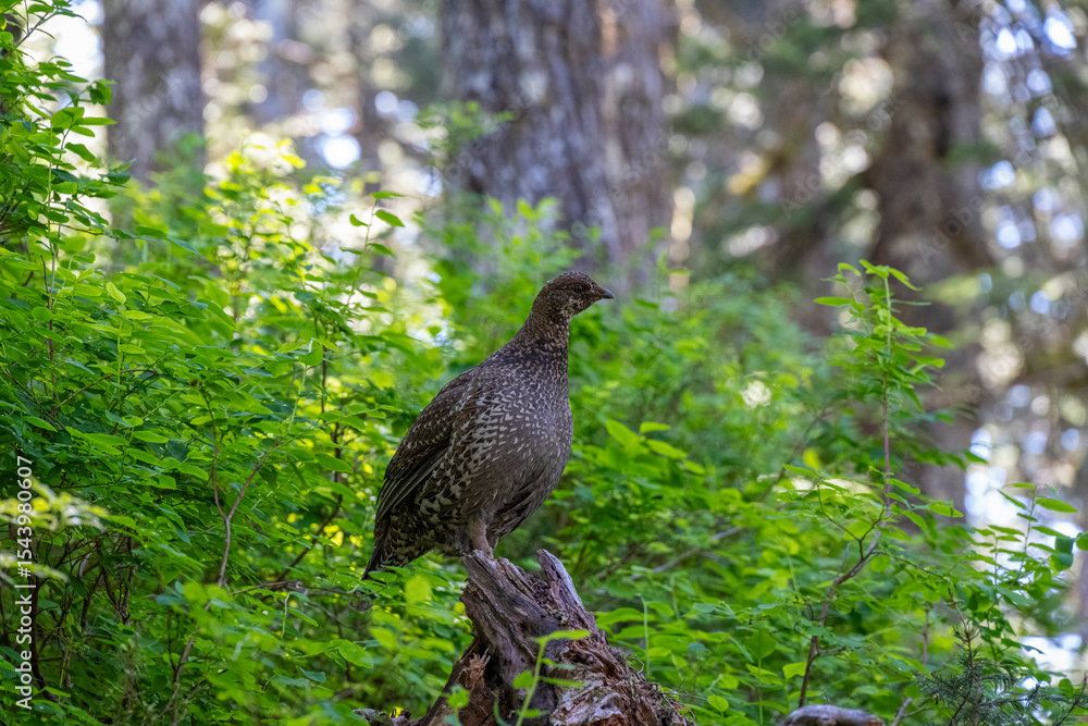 USA, Alaska. Sooty grouse on Mount Riley Trail near Haines. USA, Alaska. Sooty grouse on Mount Riley Trail near Haines.