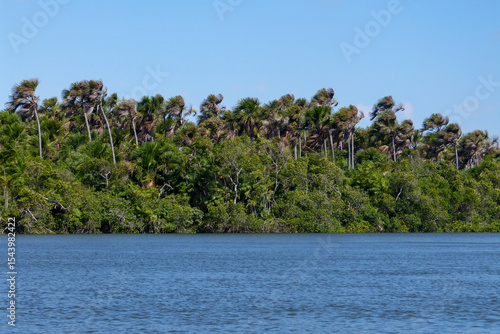 Buriti (Mauritia flexuosa)