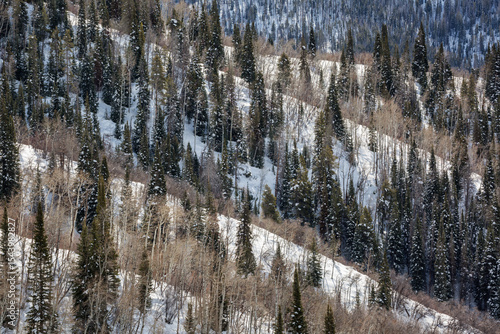 USA, Colorado, Routt County. Steamboat Springs, Aspen trees and conifers on m...