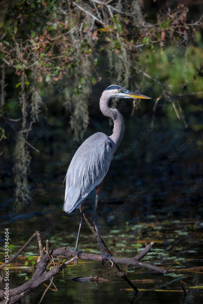 Fototapeta premium A great blue heron stands majestically over the wetland it calls home.