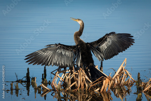 Canvas Print A female anhinga, with wings spread, dries it's feathery coat in the sun