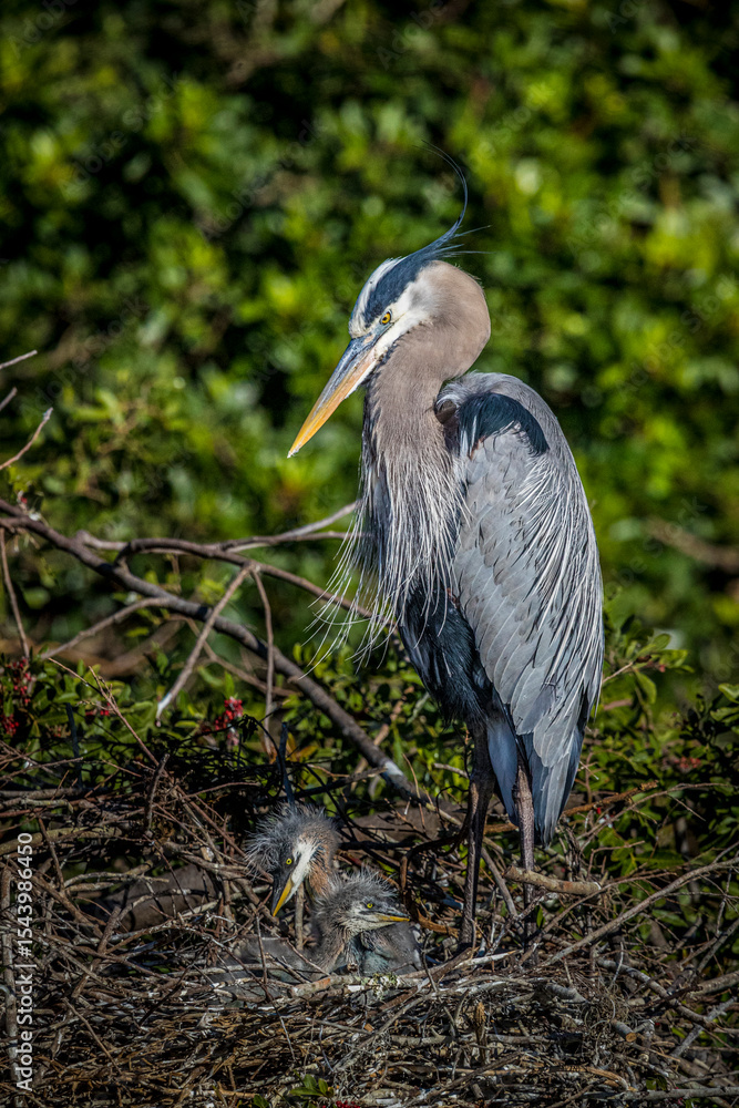 Fototapeta premium A great blue heron with nestlings.
