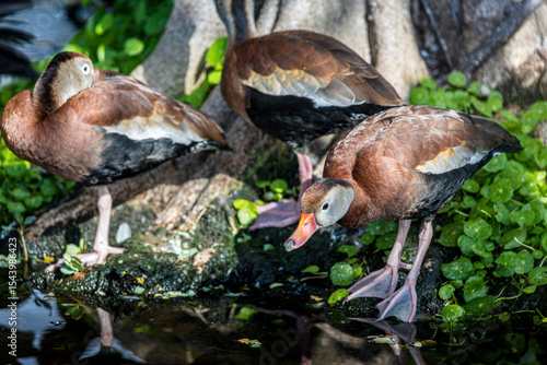 Foto Black-bellied whistling ducks roost on the edge of a wooded swamp