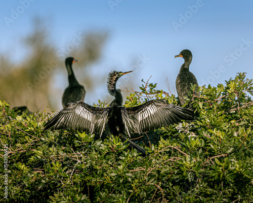 Foto A beautiful male anhinga dries his wings.