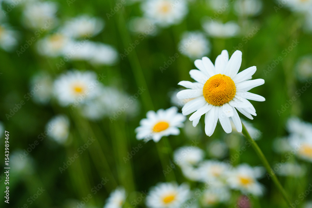 Floral background of white ox-eye daisies and grass blades in spring meadow. Seasonal natural sceneriesspring Floral background of white ox-eye daisies and grass blades in spring meadow. Seasonal natural sceneriesspring