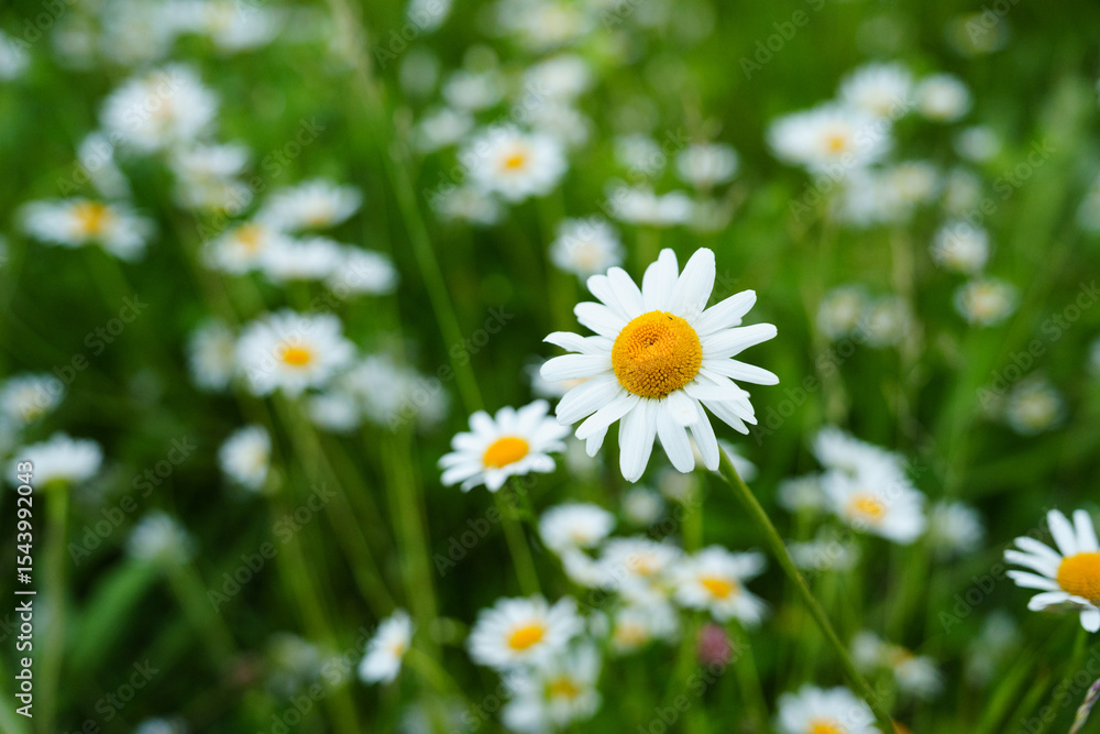Floral background of white ox-eye daisies and grass blades in spring meadow. Seasonal natural sceneriesspring Floral background of white ox-eye daisies and grass blades in spring meadow. Seasonal natural sceneriesspring