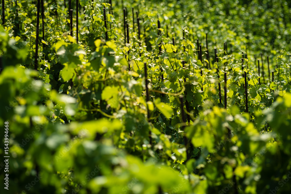 Obraz premium Vinice Svate Klary / St. Claire's Vineyard, Prague, Czech Republic