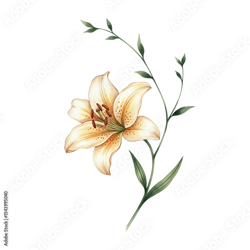 illustration of a lily