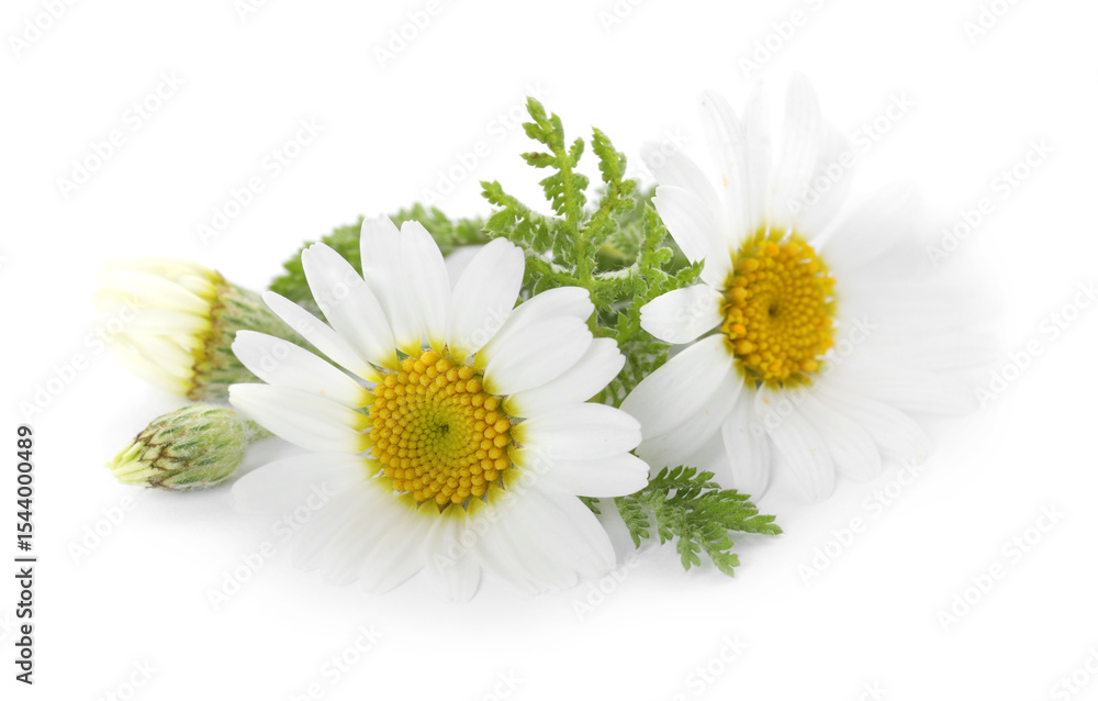 Fototapeta premium Beautiful fresh chamomile flowers isolated on white