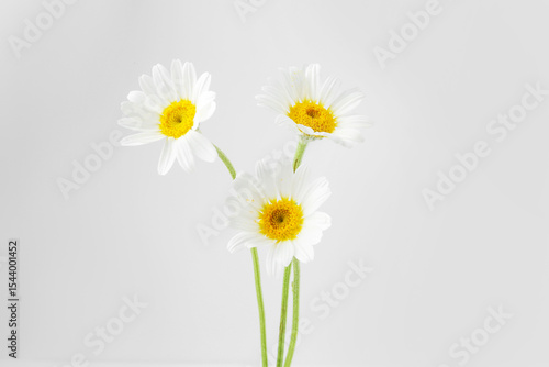 Wallpaper Mural Three beautiful chamomile flowers on white background Torontodigital.ca