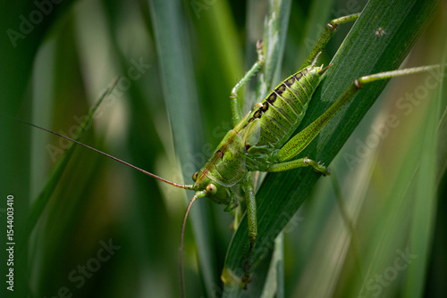Vivid Green Grasshopper Amidst Tall Grass Blades