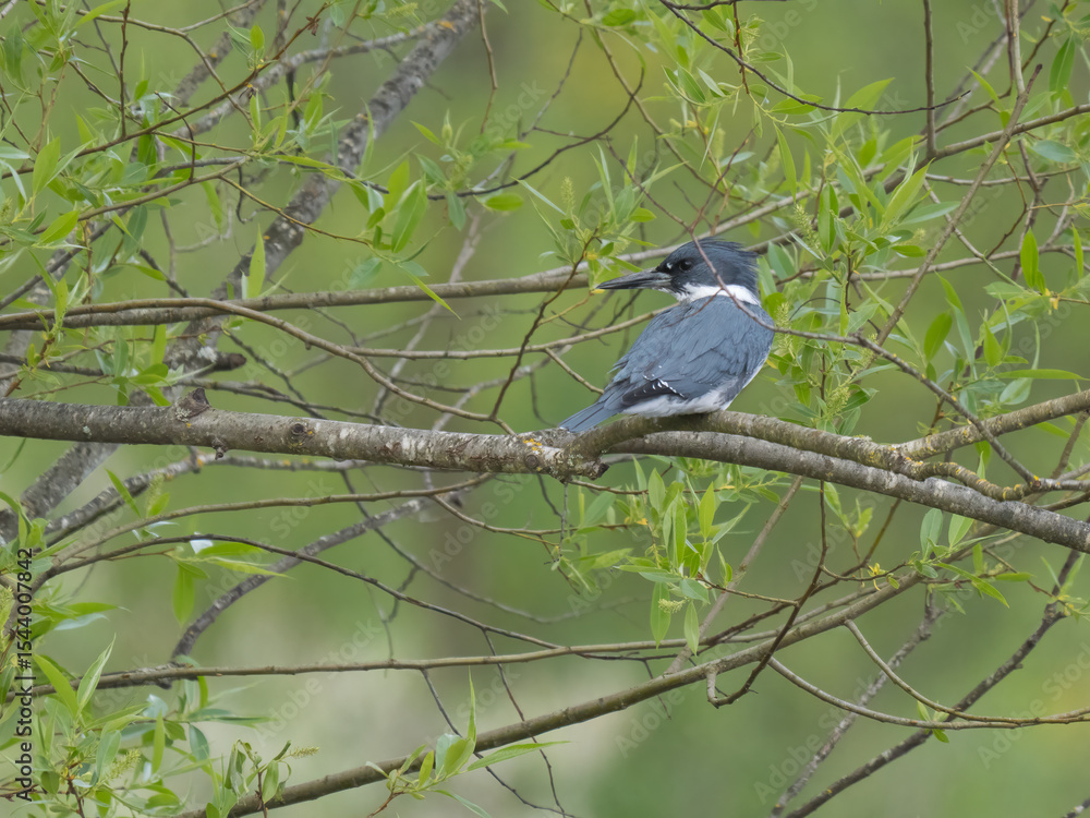 Fototapeta premium Washington State, Juanita Bay Park. Belted kingfisher at rest on tree limb