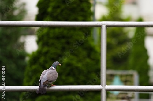 gołąb na barierce © Piotr