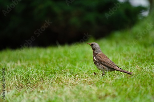 Wallpaper Mural Kwiczoł na zielonym trawniku Torontodigital.ca