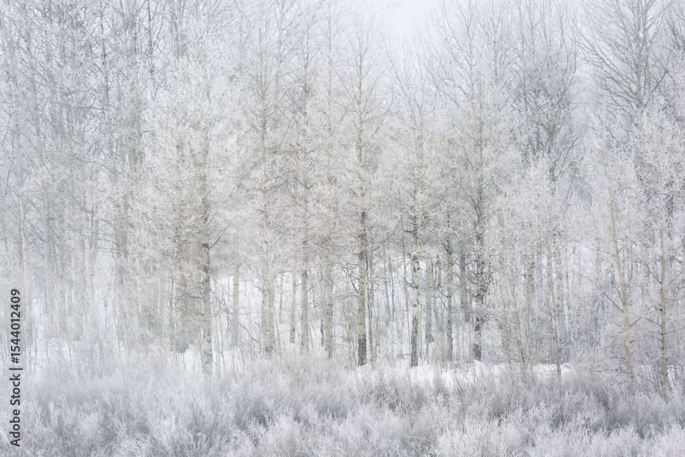 Obraz premium USA, Wyoming, Jackson. Grand Teton National Park, Frosty, foggy close-up of aspen trees at Oxbow Bend