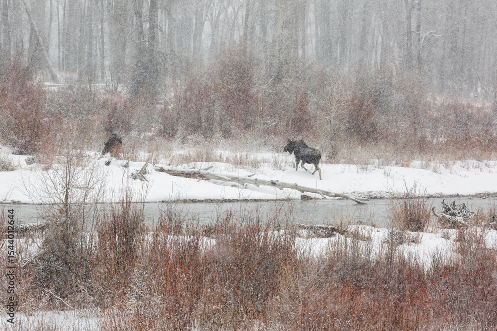 Obraz premium USA, Wyoming, Jackson. Grand Teton National Park, Male and female moose crossed the Gros Ventre River as snow falls
