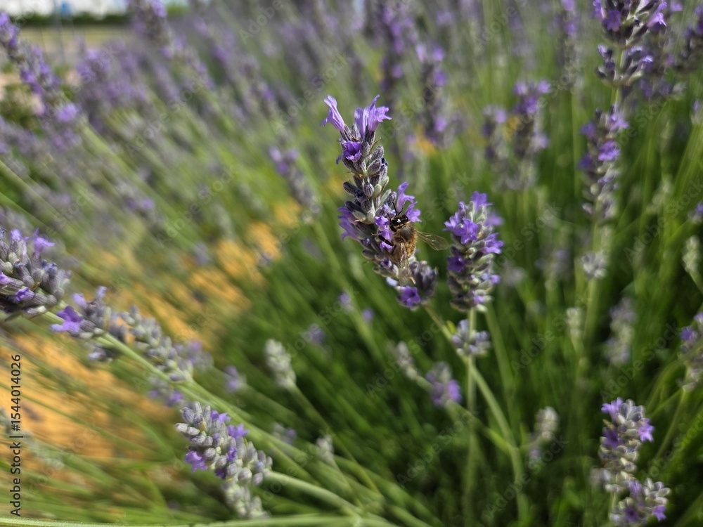 Fototapeta premium Bee on lavender flower in blooming garden