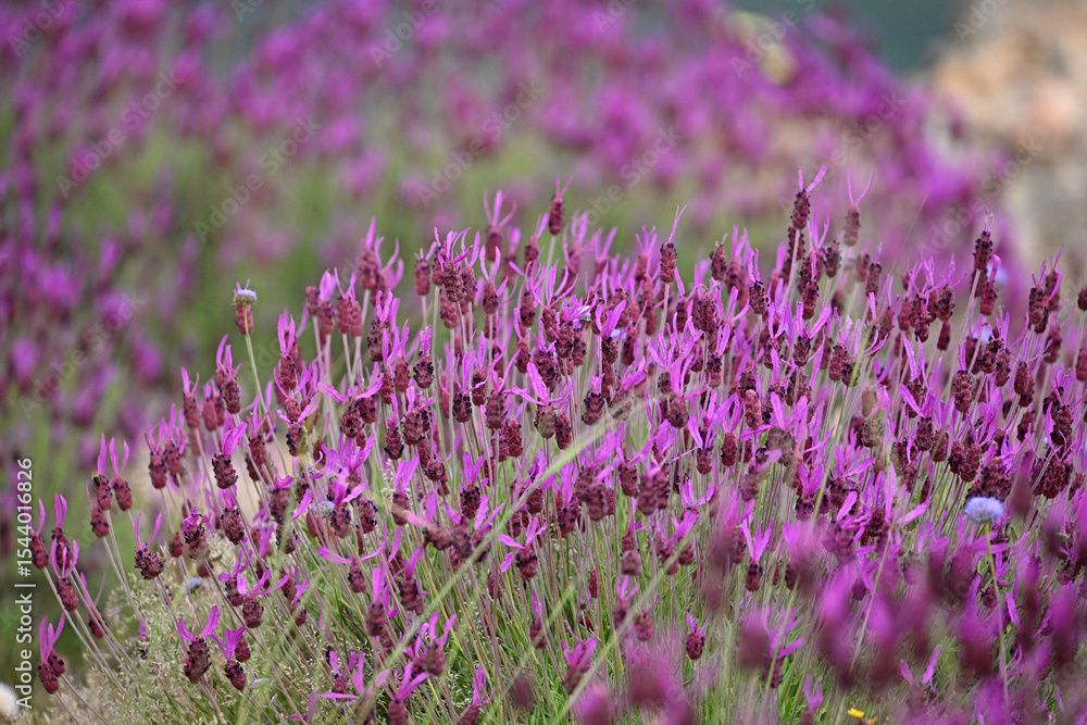 unas flores violetas en la montaña unas flores violetas en la montaña