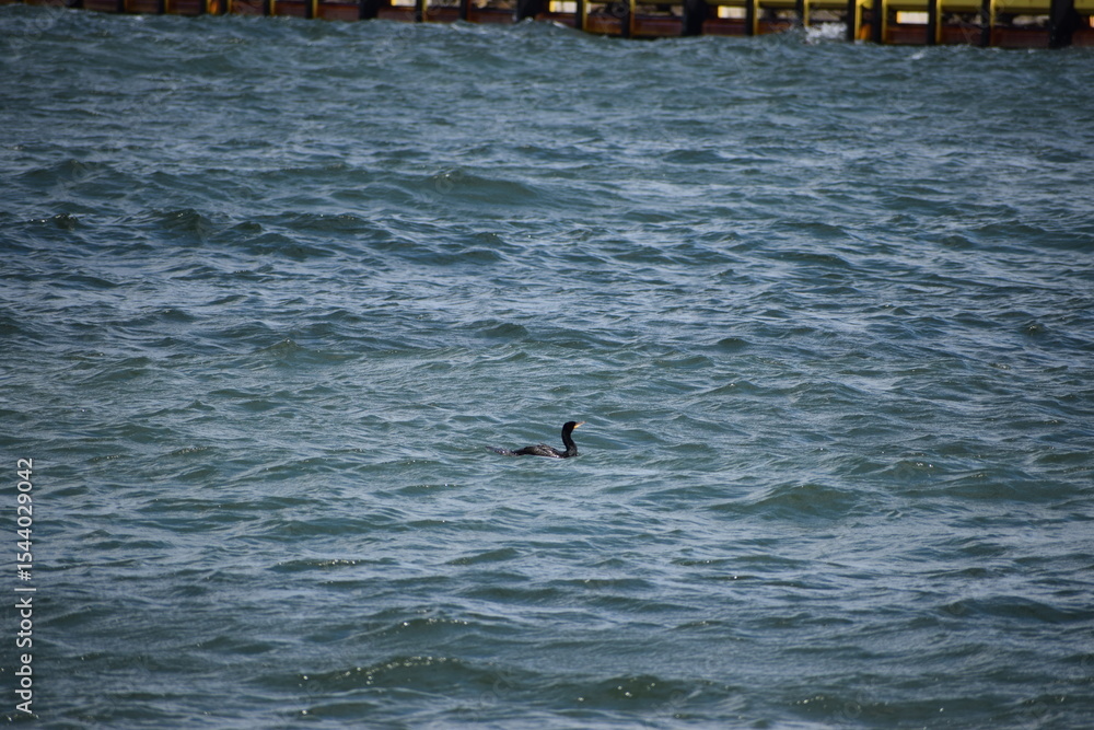 Fototapeta premium seagull in the sea