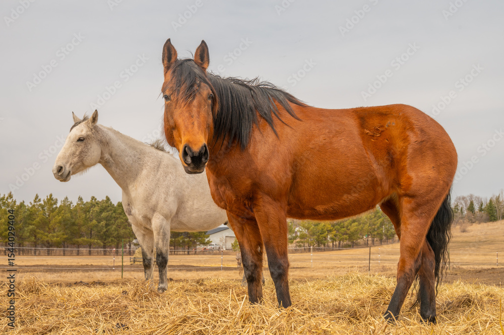 Fototapeta premium Brown and White Horses Standing in Pasture