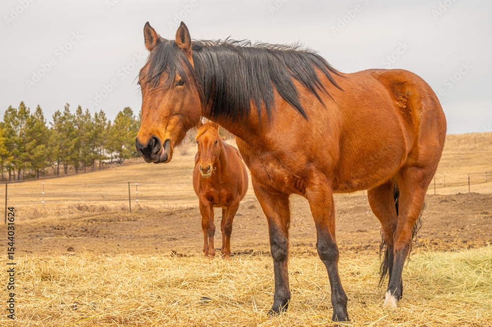 Fototapeta premium Bay horse sticking out tongue on hay field