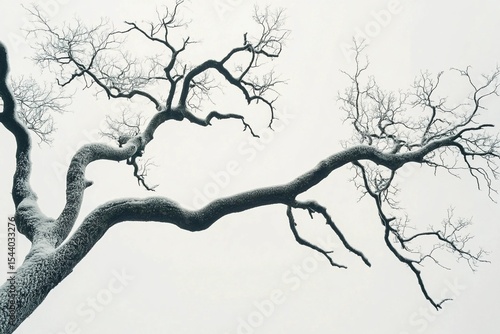 Frost clings silently to bare branches beneath a pale winter sky