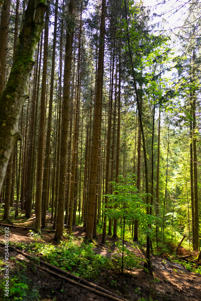 Naklejka premium Trees in the wild forest.