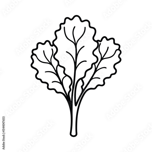 kale bunch showing detailed leaf veins in lines Vector illustration