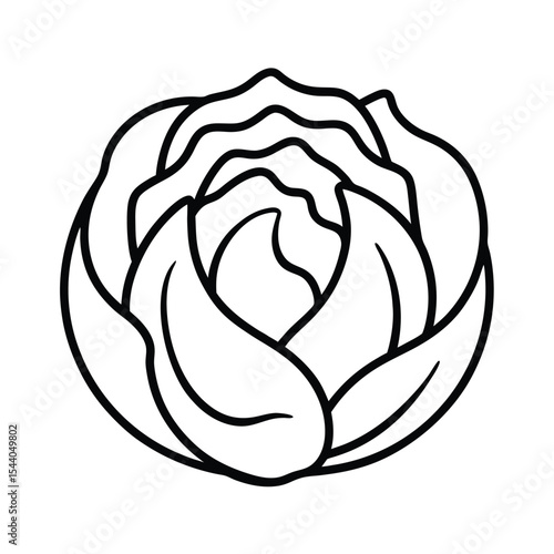 purple cabbage with curved lines in floral art Vector illustration