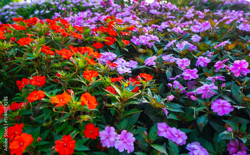 A garden with a variety of flowers including red and purple