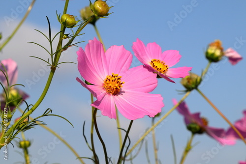Pink Cosmos Flowers