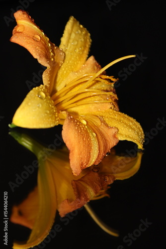 Yellow Lilly Reflection