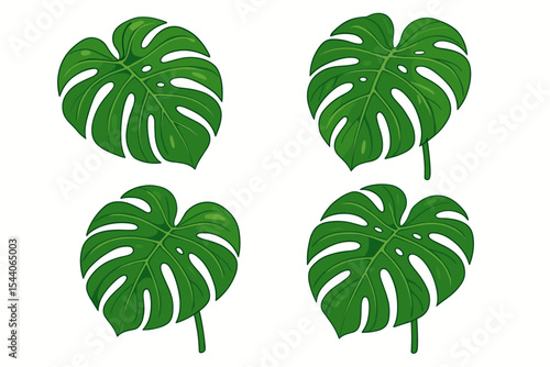 Cartoon Monstera Deliciosa Leaves Collection. Tropical Green Plant Foliage Isolated on White Background. Botanical Exotic Jungle Nature Vector Illustration. Decorative Leaf Design Set