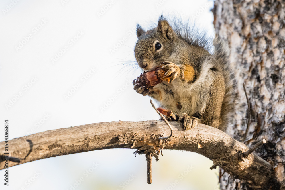 Obraz premium An American Red Squirrel (Tamiasciurus hudsonicus) sitting on a branch eating a small pine cone in Yellowstone National Park.