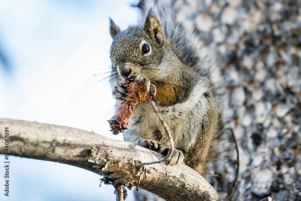Fototapeta premium An American Red Squirrel (Tamiasciurus hudsonicus) sitting on a branch eating a small pine cone in Yellowstone National Park.