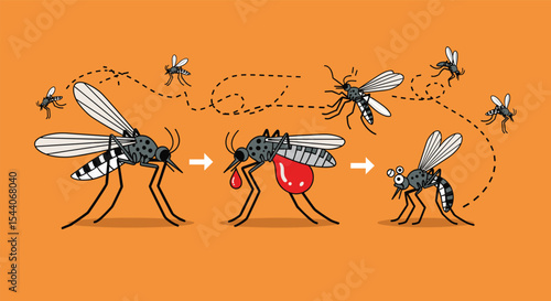 Lifecycle Of A Mosquito And Blood Feeding Process Illustration