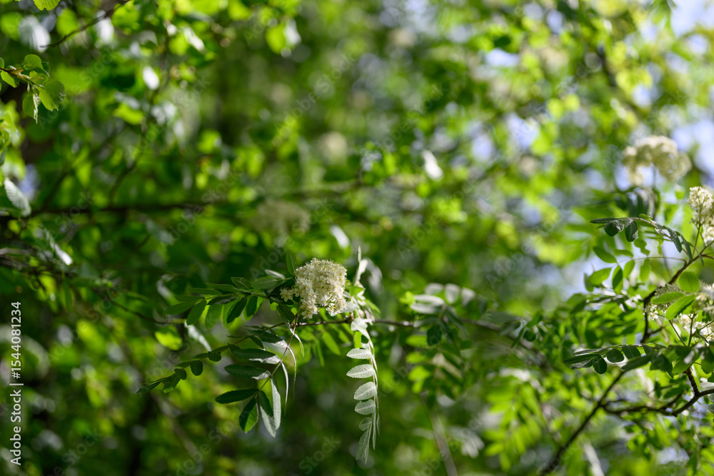Fresh and beautiful white rowan tree flowers with green leaves in natural bloom.
Fresh and beautiful white rowan tree flowers with green leaves in natural bloom.
