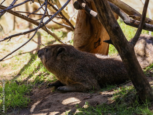 View of a rock hyrax hanging out under the shade.