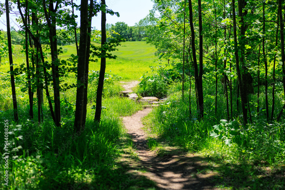 Fototapeta premium 森の道