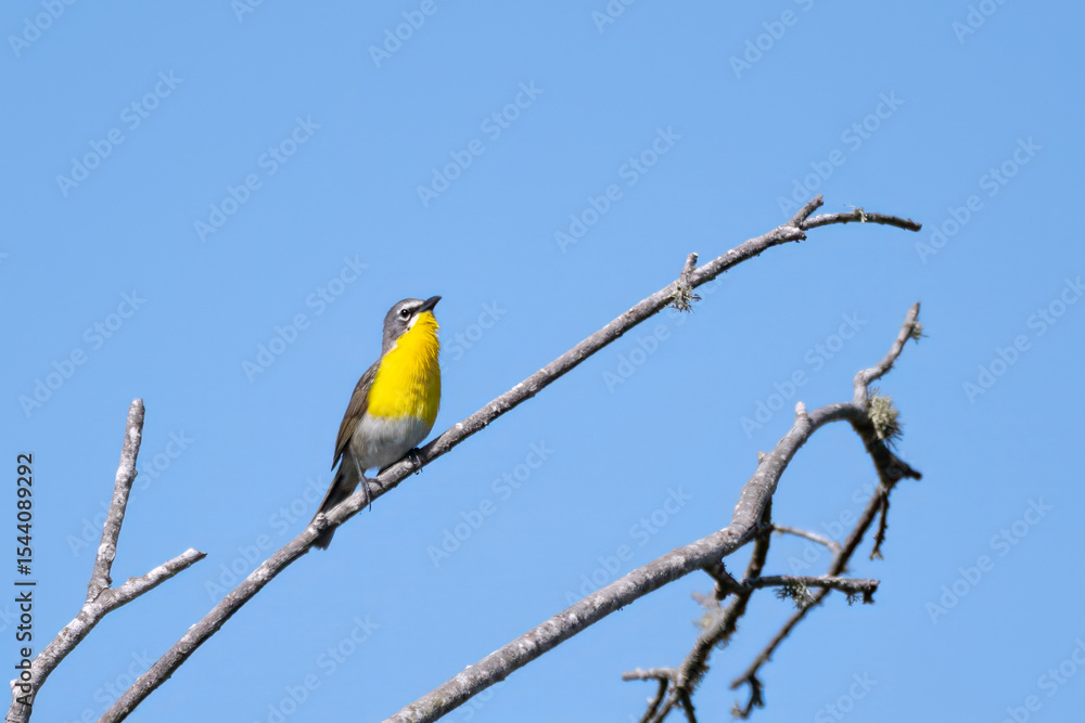 Obraz premium Adorable Yellow Breasted Chat has secure perch at top of tree while looking to the right