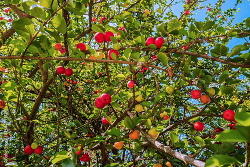 Acerola - Malpighia emarginata, or acerola cherry, Barbados cherry. It is rich in vitamins C, A, B1, B2, and B3, carotenoids and bioflavonoids, with antioxidant uses. Brasilia, July 2022
