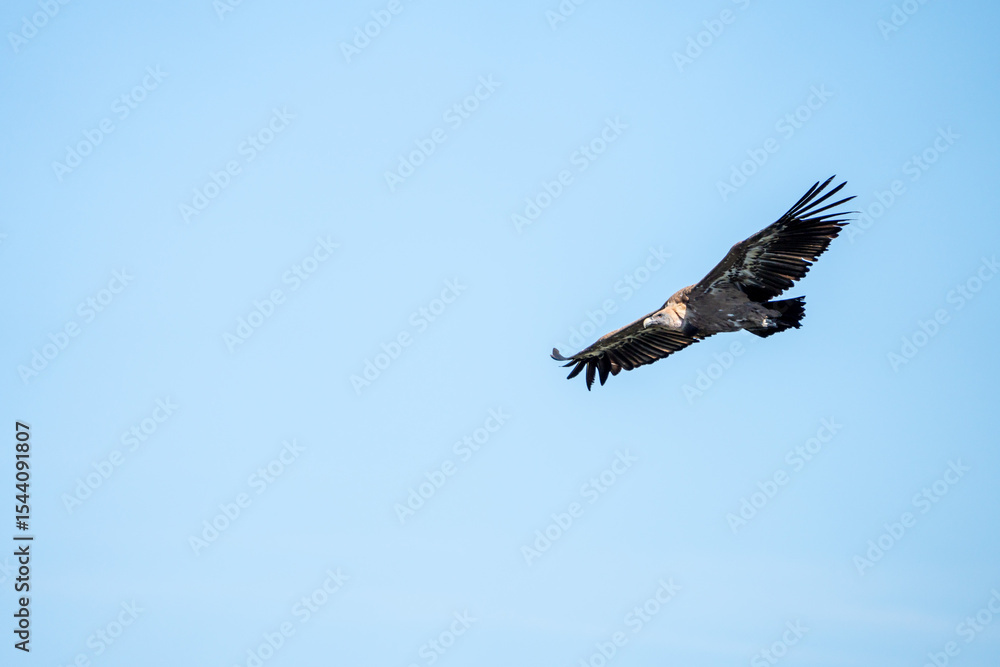 Fototapeta premium Griffon vulture (Gyps fulvus) photographed in Spain