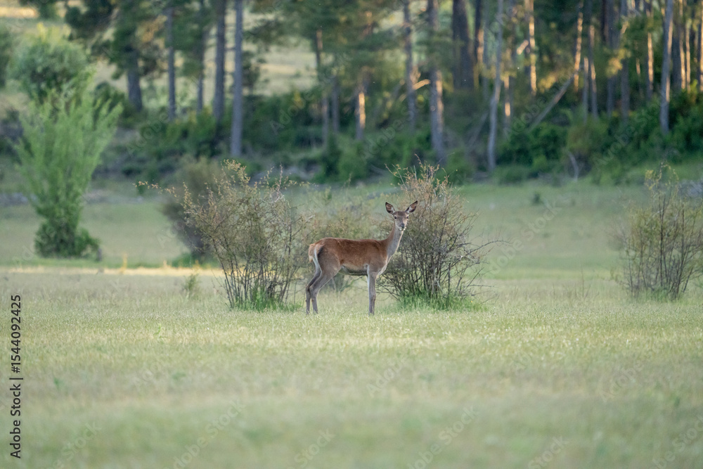 Naklejka premium Red deer (Cervus elaphus) photographed in Spain