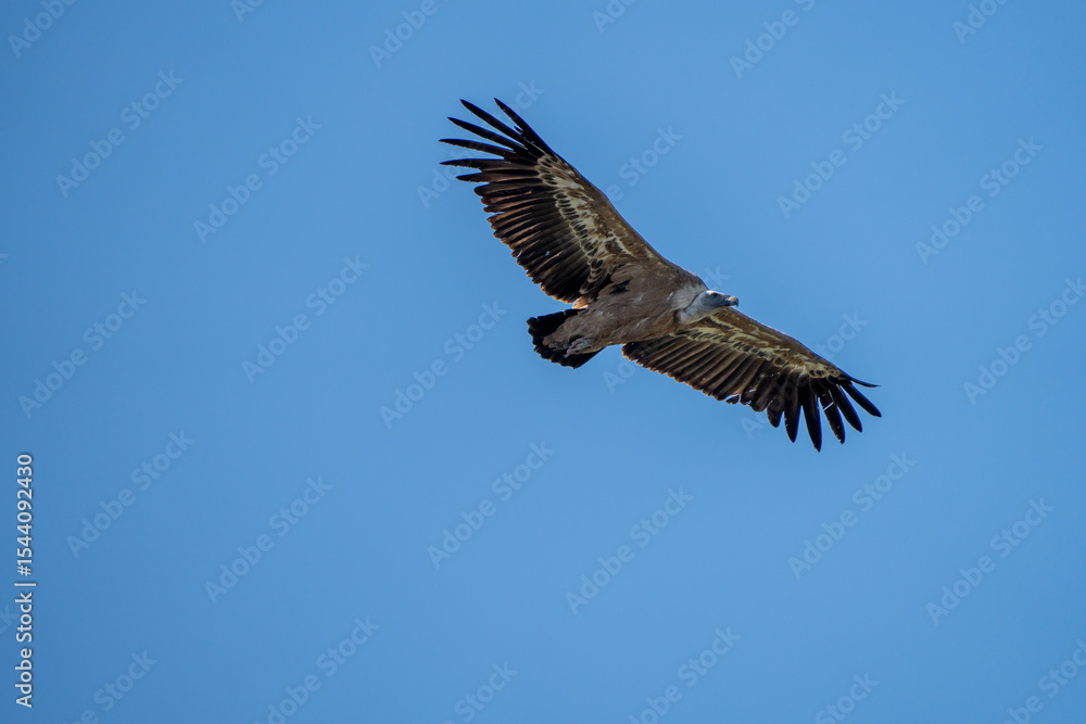Obraz premium Griffon vulture (Gyps fulvus) photographed in Spain