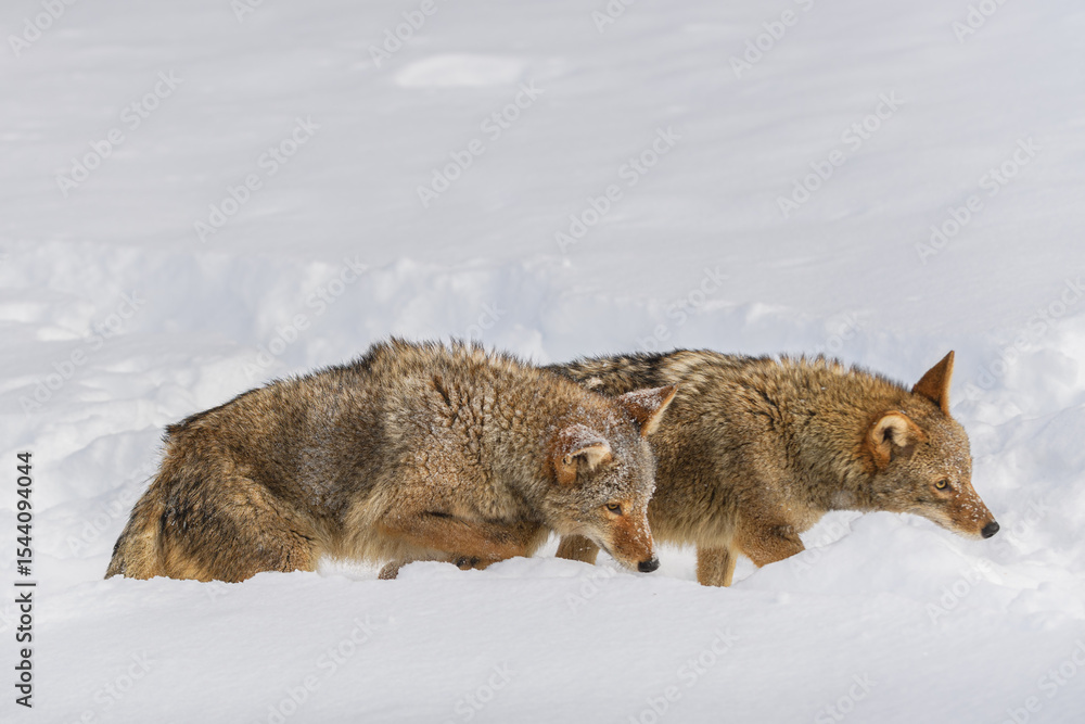 Naklejka premium Pair of Coyote (Canis latrans) Walk Right Through Snow Winter