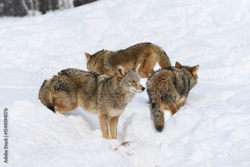 Coyote Pack (Canis latrans) Mills About in Snow Winter