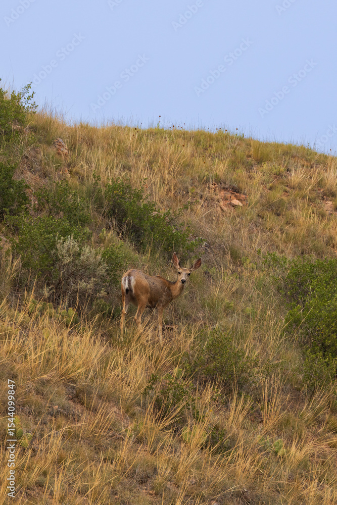 Deer on a hillside Deer on a hillside