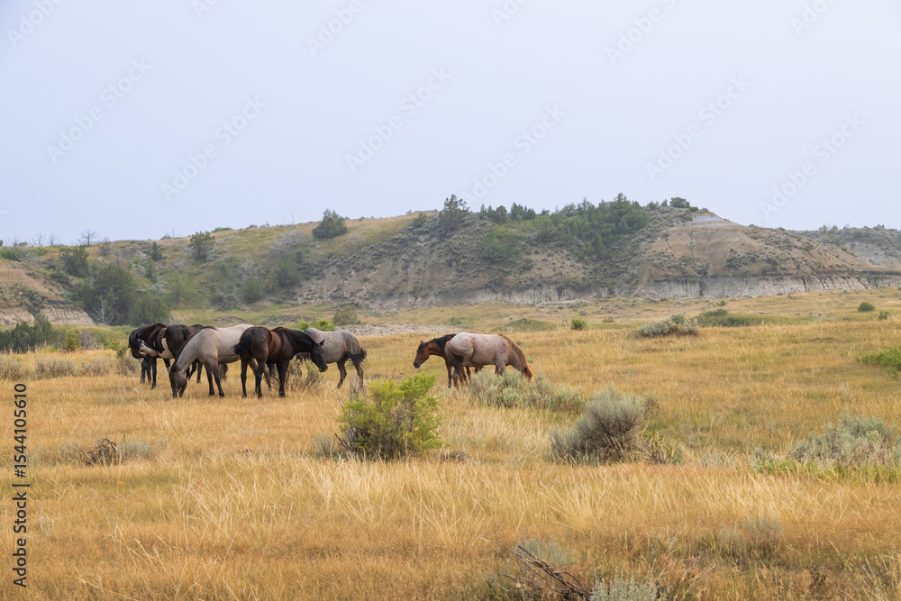 Fototapeta premium Wild horses at Theodore Roosevelt National Park, North Dakota